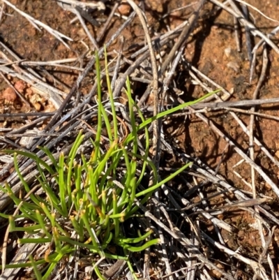 Isoetopsis graminifolia (Grass Cushion Daisy) at Jerrabomberra East Offset (JE_4) - 6 Feb 2024 by Tapirlord