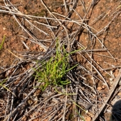 Isoetopsis graminifolia at Jerrabomberra East Offset (JE_4) - 7 Feb 2024 10:47 AM