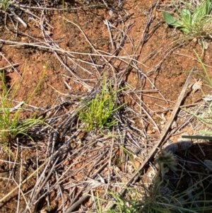 Isoetopsis graminifolia at Jerrabomberra East Offset (JE_4) - 7 Feb 2024 10:47 AM