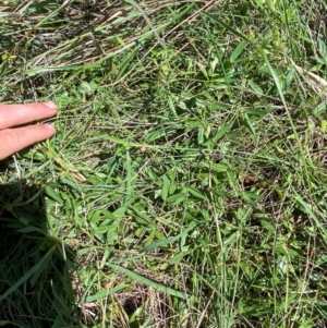 Zornia dyctiocarpa var. dyctiocarpa at Jerrabomberra East Offset (JE_4) - 7 Feb 2024 10:34 AM