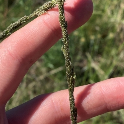 Sporobolus creber (Slender Rat's Tail Grass) at Jerrabomberra East Offset (JE_4) - 7 Feb 2024 by Tapirlord