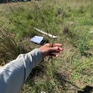 Sporobolus creber at Jerrabomberra East Offset (JE_4) - 7 Feb 2024