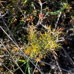 Lissanthe strigosa subsp. subulata (Peach Heath) at Jerrabomberra Grassland - 6 Feb 2024 by Tapirlord