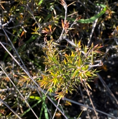 Lissanthe strigosa subsp. subulata (Peach Heath) at Hume, ACT - 6 Feb 2024 by Tapirlord