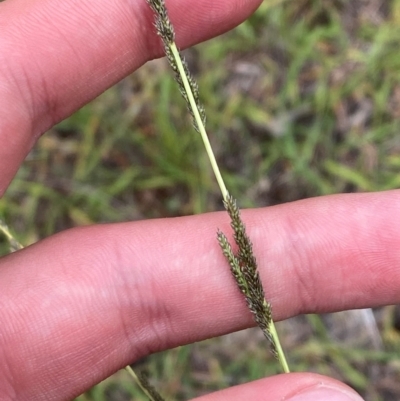 Sporobolus creber (Slender Rat's Tail Grass) at O'Malley, ACT - 6 Feb 2024 by Tapirlord