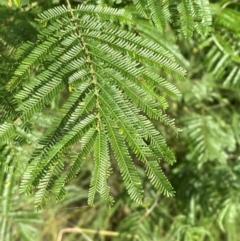 Acacia mearnsii (Black Wattle) at O'Malley, ACT - 6 Feb 2024 by Tapirlord