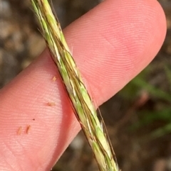 Bothriochloa macra (Red Grass, Red-leg Grass) at O'Malley, ACT - 6 Feb 2024 by Tapirlord