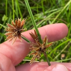 Cyperus lhotskyanus (A Sedge) at Red Hill Nature Reserve - 6 Feb 2024 by Tapirlord