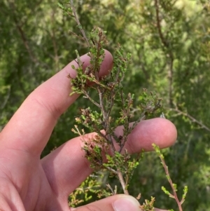 Kunzea parvifolia at GG129 - 6 Feb 2024