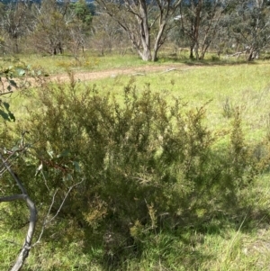 Kunzea parvifolia at GG129 - 6 Feb 2024