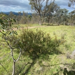 Kunzea parvifolia at GG129 - 6 Feb 2024