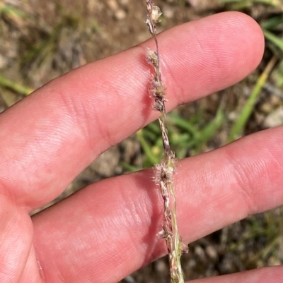 Digitaria brownii (Cotton Panic Grass) at GG129 - 6 Feb 2024 by Tapirlord