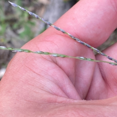 Digitaria brownii (Cotton Panic Grass) at Garran, ACT - 6 Feb 2024 by Tapirlord