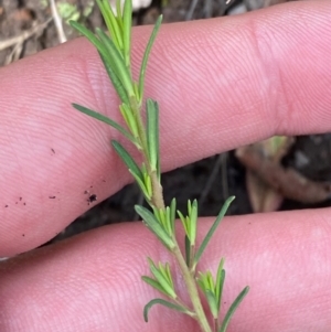 Hibbertia calycina at Red Hill Nature Reserve - 6 Feb 2024