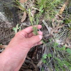 Hibbertia calycina at Red Hill Nature Reserve - 6 Feb 2024 03:19 PM