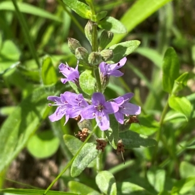 Mentha diemenica (Wild Mint, Slender Mint) at Garran, ACT - 6 Feb 2024 by Tapirlord