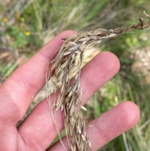 Rytidosperma pallidum at Garran, ACT - 6 Feb 2024