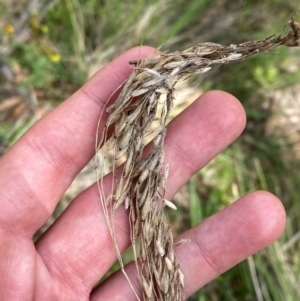 Rytidosperma pallidum at Garran, ACT - 6 Feb 2024