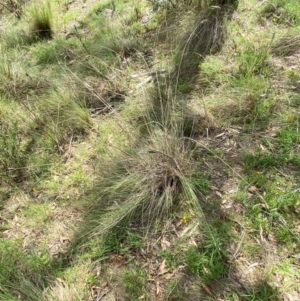 Rytidosperma pallidum at Garran, ACT - 6 Feb 2024