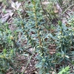 Melichrus urceolatus (Urn Heath) at Red Hill Nature Reserve - 6 Feb 2024 by Tapirlord