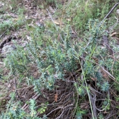 Melichrus urceolatus at Red Hill Nature Reserve - 6 Feb 2024 03:06 PM