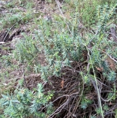 Melichrus urceolatus at Red Hill Nature Reserve - 6 Feb 2024 03:06 PM