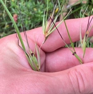 Themeda triandra at Red Hill Nature Reserve - 6 Feb 2024 03:02 PM