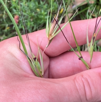 Themeda triandra (Kangaroo Grass) at Garran, ACT - 6 Feb 2024 by Tapirlord