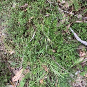 Themeda triandra at Red Hill Nature Reserve - 6 Feb 2024 03:02 PM