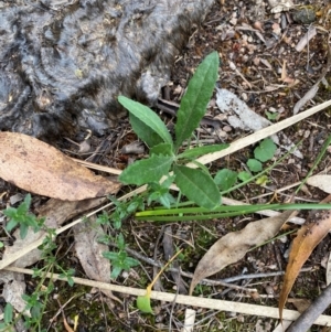 Senecio prenanthoides at Red Hill Nature Reserve - 6 Feb 2024