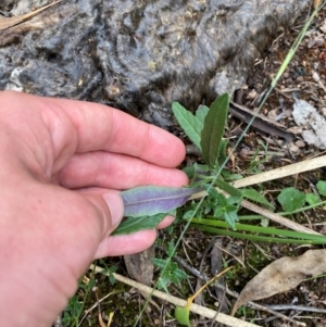 Senecio prenanthoides at Red Hill Nature Reserve - 6 Feb 2024 03:00 PM