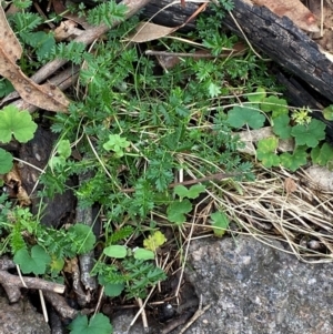 Acaena echinata at Red Hill Nature Reserve - 6 Feb 2024