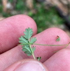 Acaena echinata at Red Hill Nature Reserve - 6 Feb 2024