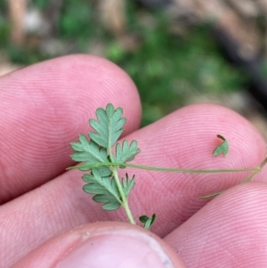 Acaena echinata at Red Hill Nature Reserve - 6 Feb 2024