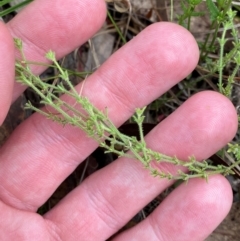 Galium gaudichaudii subsp. gaudichaudii (Rough Bedstraw) at Garran, ACT - 6 Feb 2024 by Tapirlord