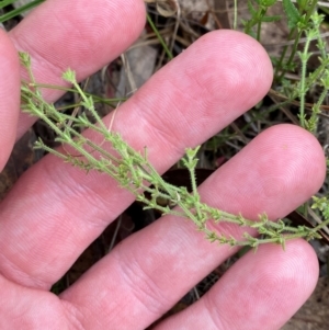 Galium gaudichaudii subsp. gaudichaudii at Red Hill Nature Reserve - 6 Feb 2024