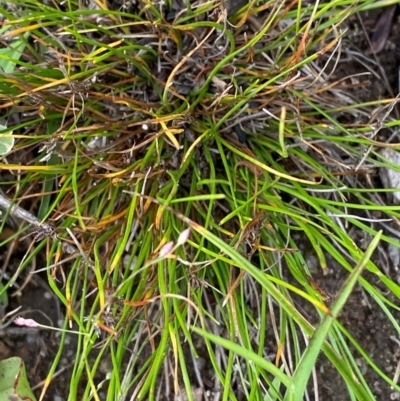 Schoenus apogon (Common Bog Sedge) at Garran, ACT - 6 Feb 2024 by Tapirlord