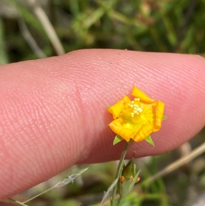 Hypericum gramineum (Small St Johns Wort) at Red Hill Nature Reserve - 6 Feb 2024 by Tapirlord