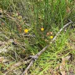 Hypericum gramineum at Red Hill Nature Reserve - 6 Feb 2024