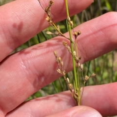 Juncus remotiflorus (A Rush) at Garran, ACT - 6 Feb 2024 by Tapirlord