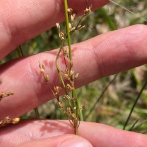 Juncus remotiflorus at Red Hill Nature Reserve - 6 Feb 2024