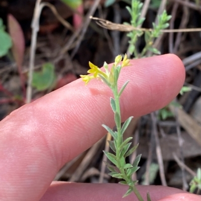 Pimelea curviflora var. sericea (Curved Riceflower) at Red Hill Nature Reserve - 6 Feb 2024 by Tapirlord