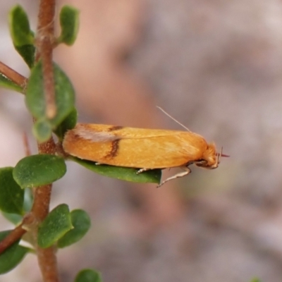 Plectobela undescribed species (A concealer moth) at Cook, ACT - 20 Mar 2024 by CathB