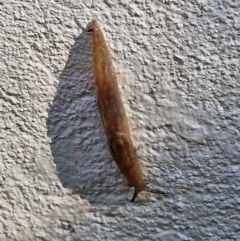 Ambigolimax sp. (valentius and waterstoni) (Striped Field Slug) at Goulburn, NSW - 30 Mar 2024 by trevorpreston