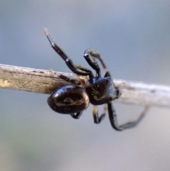 Thomisidae (family) at Cook, ACT - 22 Mar 2024 by CathB