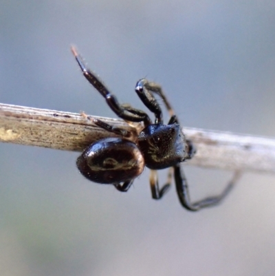 Tharpyna diademata at Mount Painter - 22 Mar 2024 by CathB