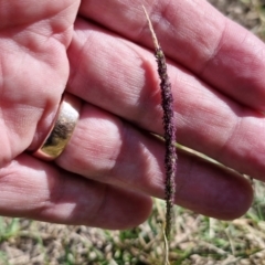 Sporobolus africanus (Parramatta Grass, Rat's Tail Grass) at Goulburn, NSW - 30 Mar 2024 by trevorpreston