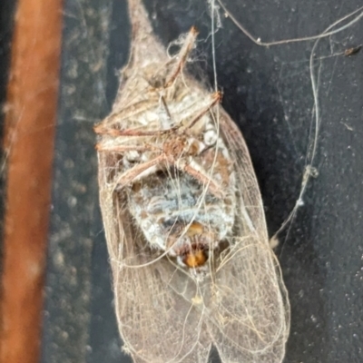 Rentinus dilatatus (Fulgorid planthopper) at Page, ACT - 30 Mar 2024 by CattleDog