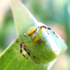 Australomisidia pilula (Lozenge-shaped Flower Spider) at Mount Painter - 22 Mar 2024 by CathB