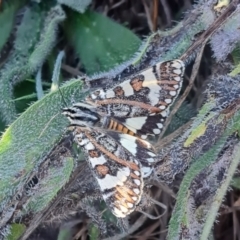 Apina callisto (Pasture Day Moth) at Whitlam, ACT - 29 Mar 2024 by CraigW